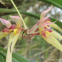 Bulbophyllum macraei (Lindl.) Rchb.f.
